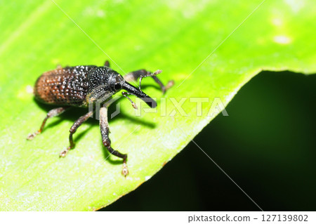 Long-legged Weevil Long-legged Weevil 127139802