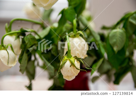 Red glass vase with dried white flowers on the window of modern home.  127139814