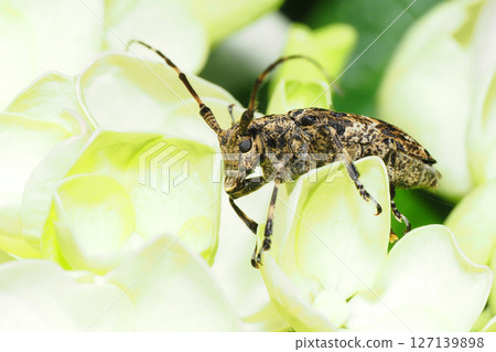Long-horned beetle resting on a hydrangea flower Long-horned beetle resting on a hydrangea flower 127139898