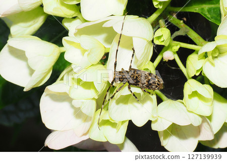 Long-horned beetle resting on a hydrangea flower Long-horned beetle resting on a hydrangea flower 127139939