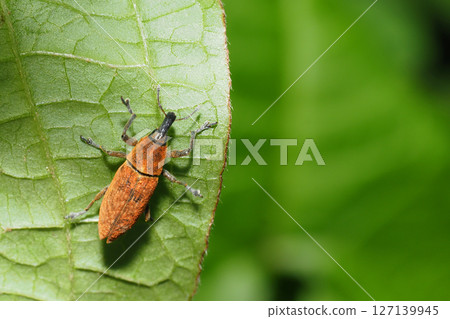 Katsuo Weevil Katsuo Weevil 127139945
