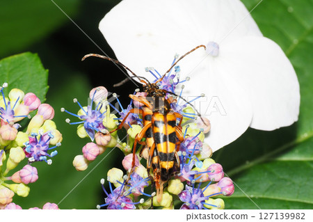 Four-striped long-horned beetles mating on a hydrangea flower 127139982