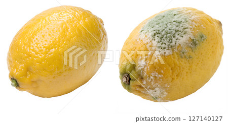 Healthy fresh and moldy rotten lemons isolated, food spoilage concept, comparison of decay 127140127
