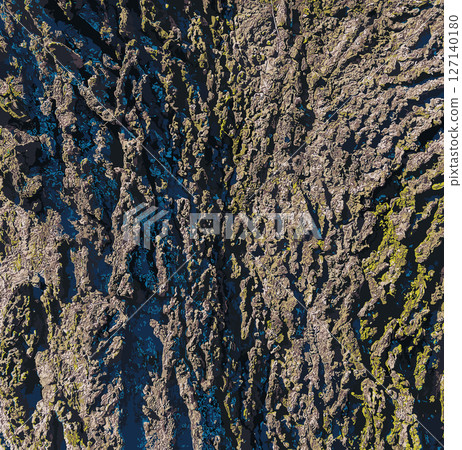 Vector illustration of Hackberry bark texture. Texture of Hackberry bark. Hackberry bark background. Hackberry tree trunk, Celtis occidentalis. Vector illustration of Hackberry bark texture. Texture of Hackberry bark. Hackberry bark background. Hackberry tree trunk, Celtis occidentalis. 127140180