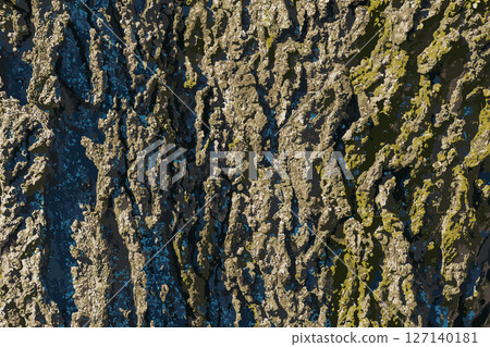 Vector illustration of Common hackberry bark detail - Latin name - Celtis occidentalis Vector illustration of Common hackberry bark detail - Latin name - Celtis occidentalis 127140181