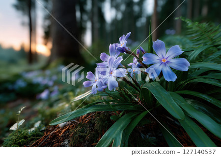 Blue saffron flowers in the park at sunset. Shallow depth of field 127140537