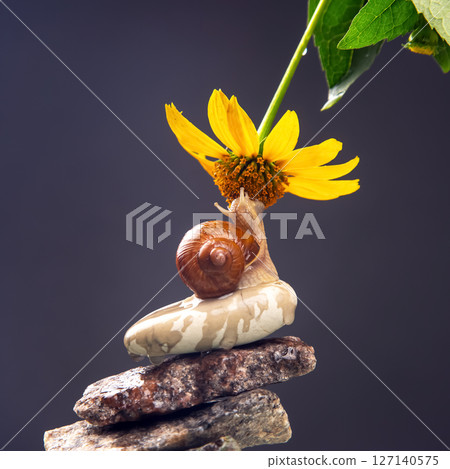 Helix pomatia. snail on a stone pyramid is drawn to the scent of a yellow flower 127140575