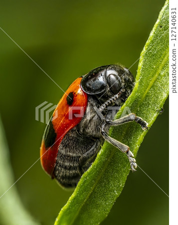 Ant bag beetle on a plant stem 127140631