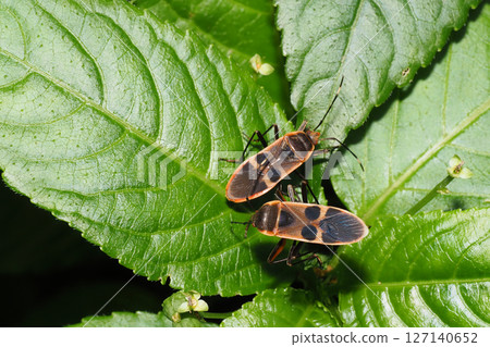 Giant stink bug (2 heads) Giant stink bug (2 heads) 127140652