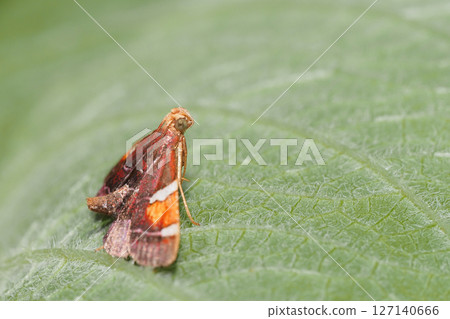 Silver striped moth 127140666