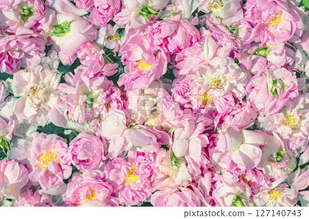 Fresh pink rose petals floating in water under soft daylight. Rose background, texture. Concept of rose petals, floral freshness, organic beauty and aromatherapy Fresh pink rose petals floating in water under soft daylight. Rose background, texture. Concept of rose petals, floral freshness, organic beauty and aromatherapy 127140743