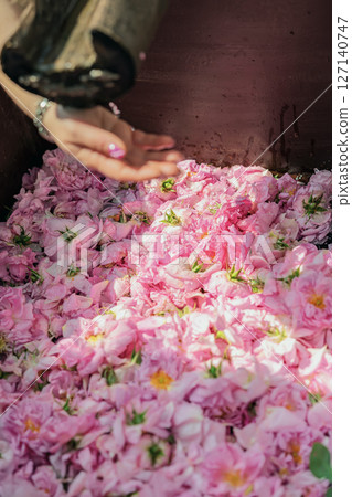 Hand reaching over tub of wet pink rose petals during harvesting process. Concept of rose petals, aroma production, floral texture and natural beauty Hand reaching over tub of wet pink rose petals during harvesting process. Concept of rose petals, aroma production, floral texture and natural beauty 127140747