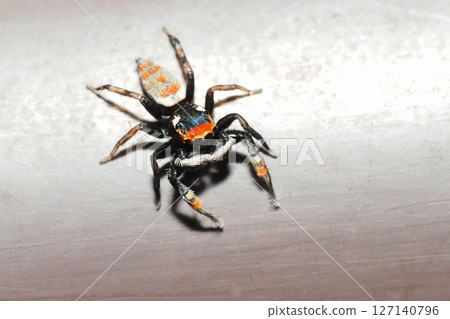 Jumping spider (male) 127140796
