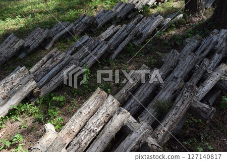 Mushroom log cultivation Mushroom log cultivation 127140817
