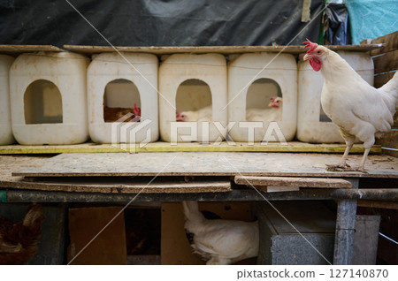 A row of chicken coops from recyclable plastic with hens hatching eggs. The concept of eco-friendly and sustainability. Eco farming and rural lifestyle A row of chicken coops from recyclable plastic with hens hatching eggs. The concept of eco-friendly and sustainability. Eco farming and rural lifestyle 127140870