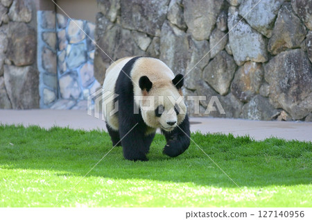 Yoshihama taking a walk 127140956