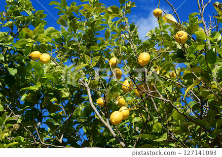 The lemon tree with yellow lemons at recreation area of hotel, Corfu, Greece 127141093
