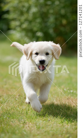 Puppy running on the grass 127141201