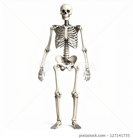 Detailed Human Skeleton 3D Rendering on White Background 127141735