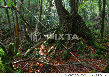 屋久島國立公園：陽光透過樹木和神靈居住的森林（秋季） 127142207
