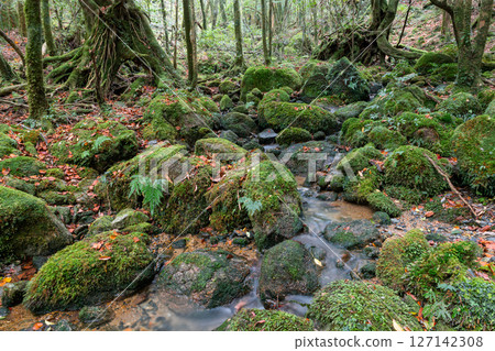 Yakushima National Park: Japan's most beautiful moss-covered stream (Autumn) Yakushima National Park: Japan's most beautiful moss-covered stream (Autumn) 127142308