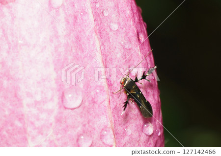 A white-spotted moth resting on a bellflower flower 127142466