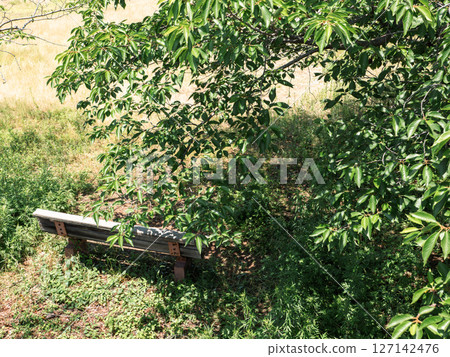綠樹成蔭的公園和長椅有機 127142476