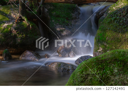 Yakushima Shiratani Unsuikyo Gorge: Sunlight filtering through the trees and mossy streams (Autumn) 127142491