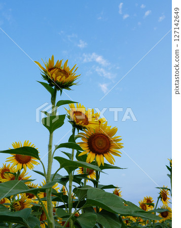 Sunflower field and blue sky 127142649