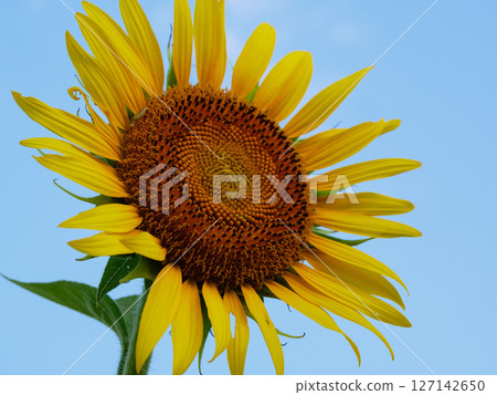 Sunflower shining in the blue sky Sunflower shining in the blue sky 127142650
