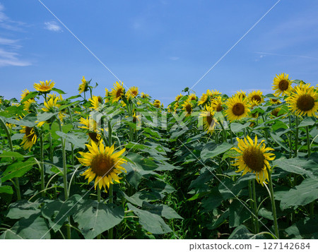 向日葵領域和藍天 127142684