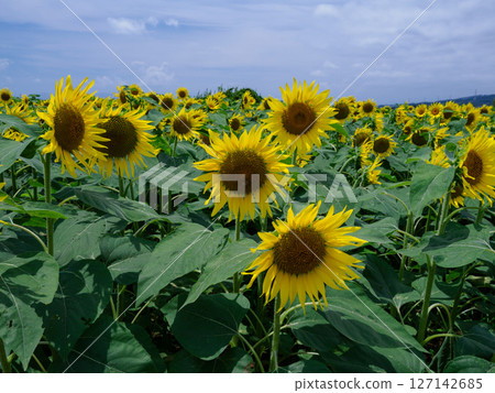 向日葵領域和藍天 127142685