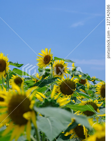 向日葵領域和藍天 127142686