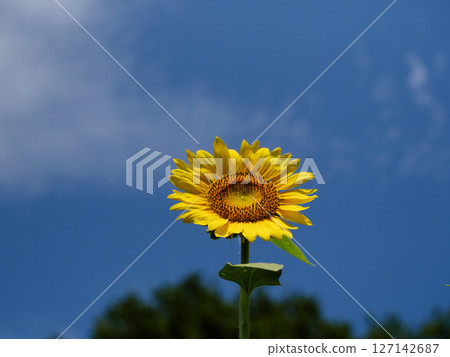 在藍天的向日葵 127142687