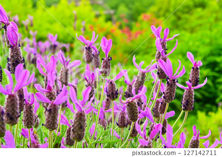 Lavender Avonview 127142711