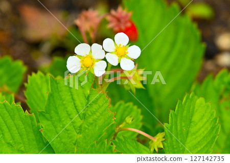 Wild strawberry flower 127142735
