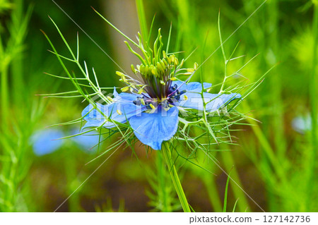 黑種草 黑種草 127142736