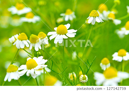 羅馬洋甘菊 127142739