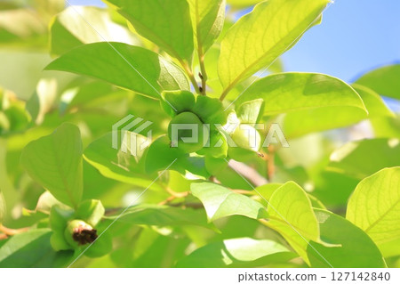 生長的柿子果實 127142840