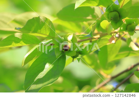 生長的柿子果實 生長的柿子果實 127142846