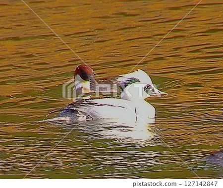 游泳Mikoa伊莎 游泳Mikoa伊莎 127142847