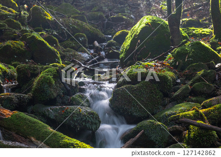 Yakushima National Park: Sunlight filtering through the trees and mossy streams (Autumn) Yakushima National Park: Sunlight filtering through the trees and mossy streams (Autumn) 127142862