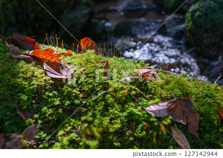 Yakushima National Park: Sunlight filtering through the trees and mossy streams (Autumn) 127142944