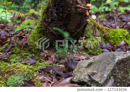 Yakushima National Park: Young Cedar Trees (Autumn) 127143036