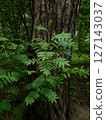 Young sapling of Rowan or Mountain ash or Sorbus aucuparia with fresh green leaves against old pine tree trunk growth in dense forest at spring day. Springtime natural background, vertical shot. 127143037