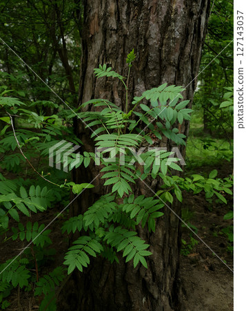 Young sapling of Rowan or Mountain ash or Sorbus aucuparia with fresh green leaves against old pine tree trunk growth in dense forest at spring day. Springtime natural background, vertical shot. 127143037