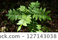 Closeup of Mountain ash or Sorbus aucuparia or rowan tree branch with fresh green leaves against dark blurred forest floor background at spring day. Springtime natural backdrop, shallow focus. 127143038