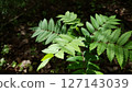 Close-up of Mountain ash or Sorbus aucuparia or rowan tree branch with fresh green leaves against dark blurred forest floor vegetation at spring day. Springtime natural background, soft focus. 127143039