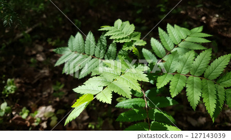 Close-up of Mountain ash or Sorbus aucuparia or rowan tree branch with fresh green leaves against dark blurred forest floor vegetation at spring day. Springtime natural background, soft focus. 127143039
