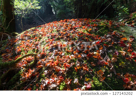 Yakushima Shiratani Unsuikyo Gorge: Sunlight filtering through the trees and colored fallen leaves (Autumn) Yakushima Shiratani Unsuikyo Gorge: Sunlight filtering through the trees and colored fallen leaves (Autumn) 127143202